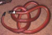 : Apostolepis flavotorquata