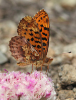 : Boloria epithore; Pacific Fritillary