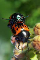 : Labidomera clivicollis; Milkweed Leaf Beetle