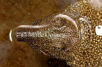 : Trionyx triunguis; African Softshell Turtle