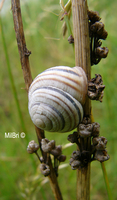 : Cepaea vindobonensis