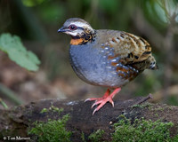 Rufous-throated Partridge