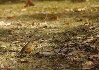 Turdus chrysolaus