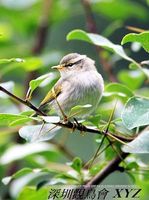 Phylloscopus yunnanensis Chinese Leaf Warbler 雲南柳鶯 098-087