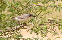 Orphean Warbler