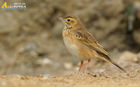 Fig. 4. Richard's Pipit : 큰밭종다리