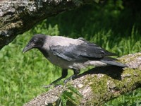 Gråkrage (Corvus corone cornix) Foto/billede af
