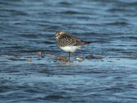 Baird's Sandpiper