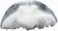 Aurelia aurita, Jellyfish, Moon Jellyfish