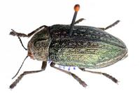 Julodis ehrenbergii