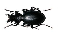 Carabus aulacocnemus uzbek