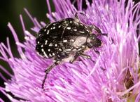 Oxythyrea funesta
