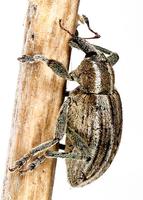 Hypera arator