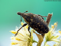 Larinus pollinis