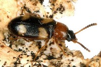 Mycetophagus fulvicollis