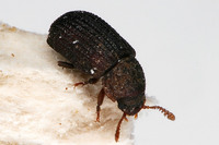 Eledona agricola