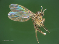 Bradysia ocellaris