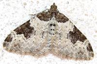 Xanthorhoe fluctuata - Garden Carpet