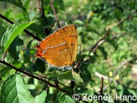 Thecla betulae - Brown Hairstreak