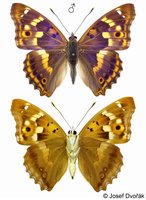 Apatura ilia f. clytie - Lesser Purple Emperor