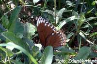 Papilio clytia