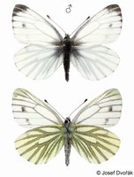 Pieris bryoniae - Mountain Green-veined White
