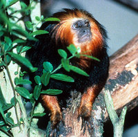 Golden-headed lion tamarin (Leontopithecus chrysomelas)