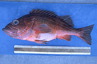 Sebastes macdonaldi, Mexican rockfish: fisheries, gamefish