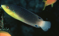 Anampses twistii, Yellowbreasted wrasse: fisheries, aquarium