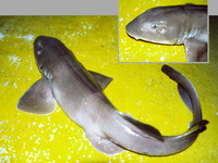 Heteroscyllium colcloughi, Bluegray carpetshark: fisheries