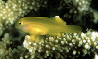 Gobiodon okinawae, Okinawa goby: aquarium