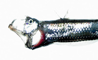 Cyclothone atraria, Deep-water bristlemouth: