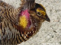 Greater Prairie Chicken Tympanuchus cupido pinnatus