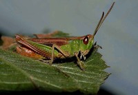 Chorthippus dorsatus