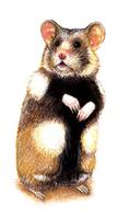 Image of: Cricetus cricetus (black-bellied hamster)
