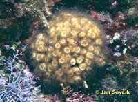 Cladocora caespitosa
