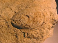 Inoceramus