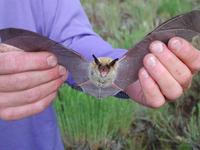 Image of: Myotis thysanodes (fringed myotis)