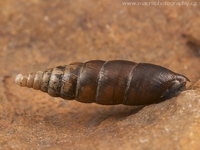 Cochlodina laminata