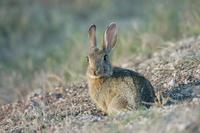 Image of: Sylvilagus audubonii (Audubon's cottontail)