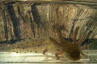 Triturus cristatus - Northern Crested Newt