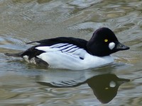 Bucephala clangula - Common Goldeneye