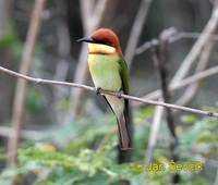 Merops leschenaulti - Chestnut-headed Bee-eater