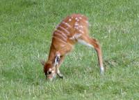 Tragelaphus spekei - Sitatunga