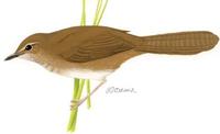 Image of: Bradypterus baboecala (African bush-warbler)