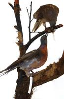 Image of: Ectopistes migratorius (passenger pigeon)