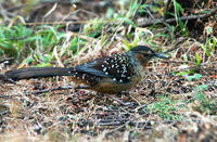 Image of: Garrulax maximus (giant laughingthrush)