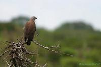 Image of: Ichthyophaga ichthyaetus (grey-headed fish eagle)