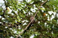 Image of: Muscicapa infuscata (sooty flycatcher)