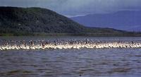 Image of: Phoenicopterus ruber (greater flamingo)